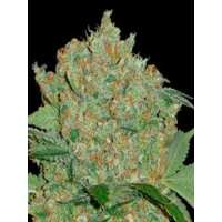 Read Ice cannabis seeds Reviews